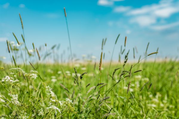 Cost of High Grass Trimming in Cary