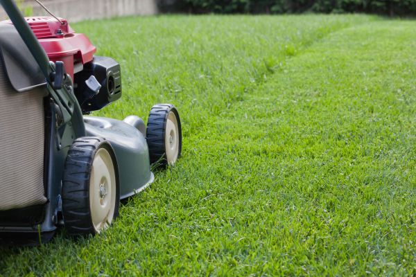 Summer Lawn Care in Cary